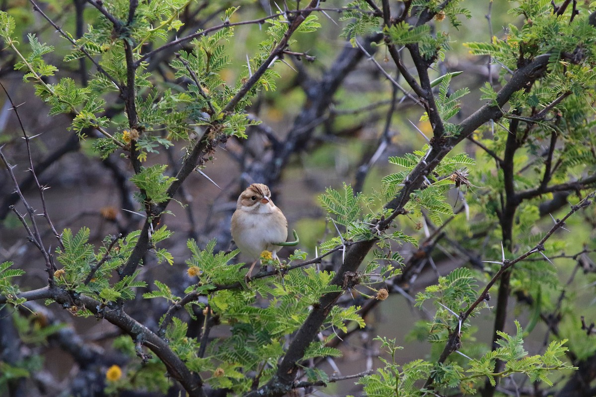 Clay-colored Sparrow - ML647210502