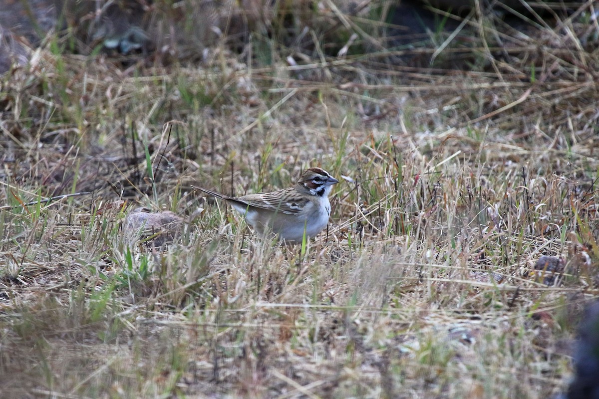 Lark Sparrow - ML647210509