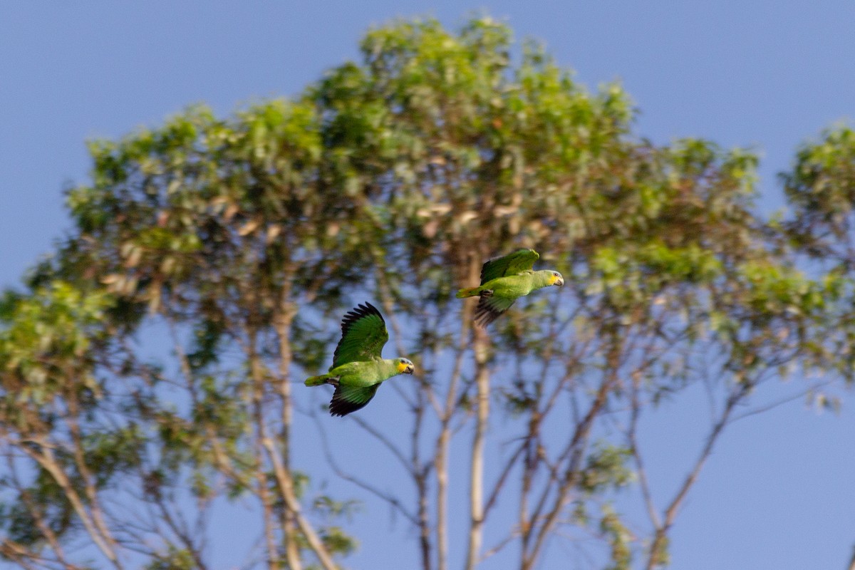 Orange-winged Amazon - ML647210513