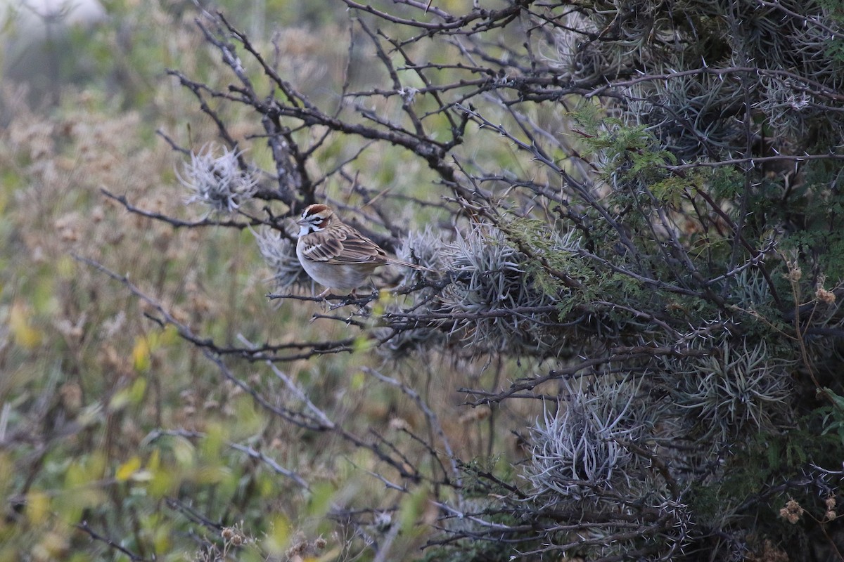 Lark Sparrow - ML647210514