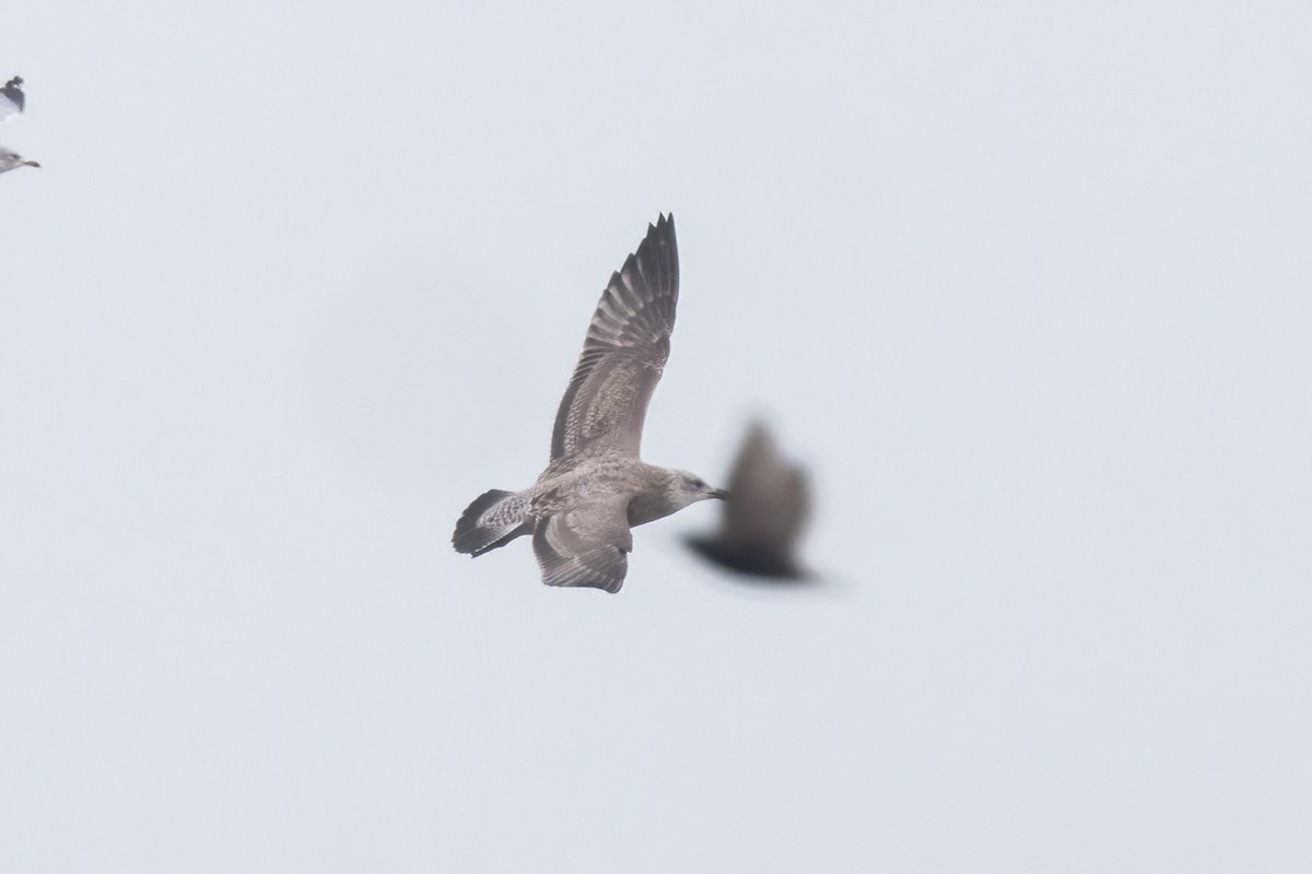 American Herring Gull - ML647210517