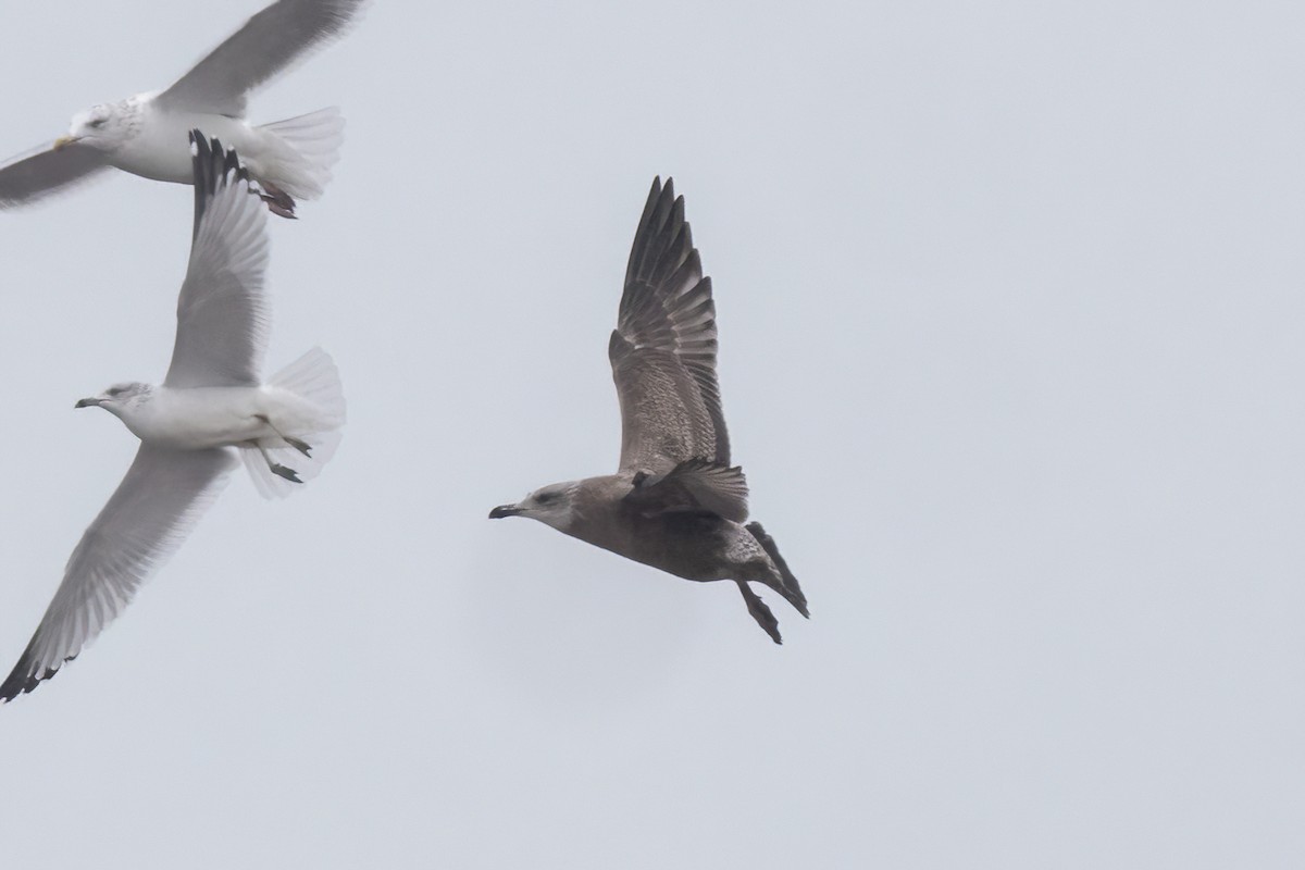 American Herring Gull - ML647210519