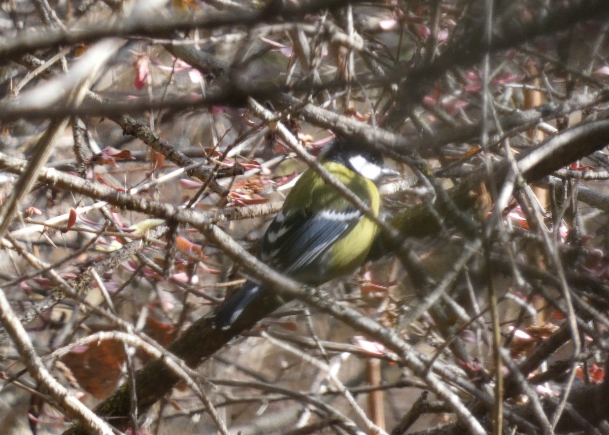 Green-backed Tit - ML647210533