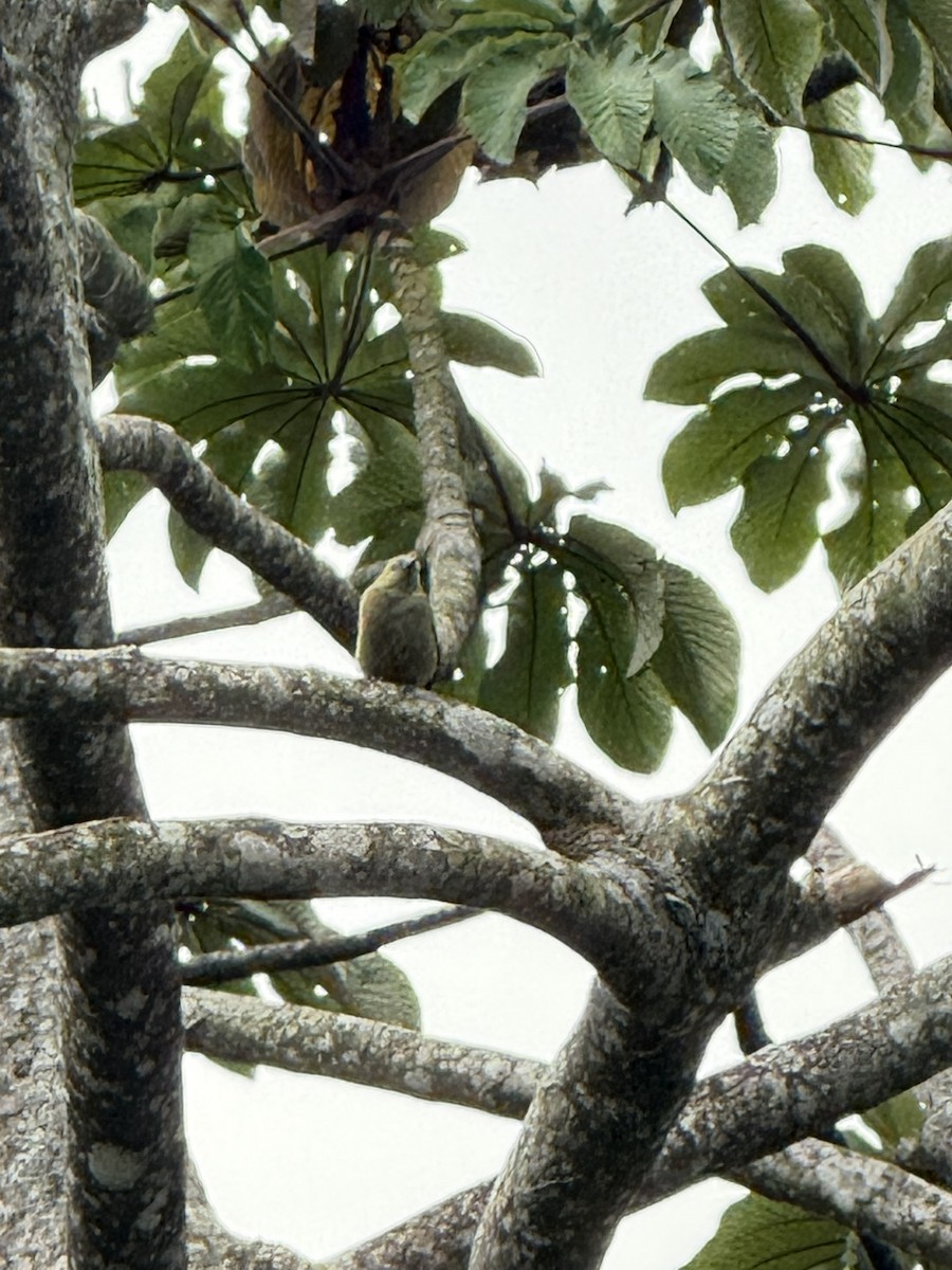 Tangara Palmera - ML647210538