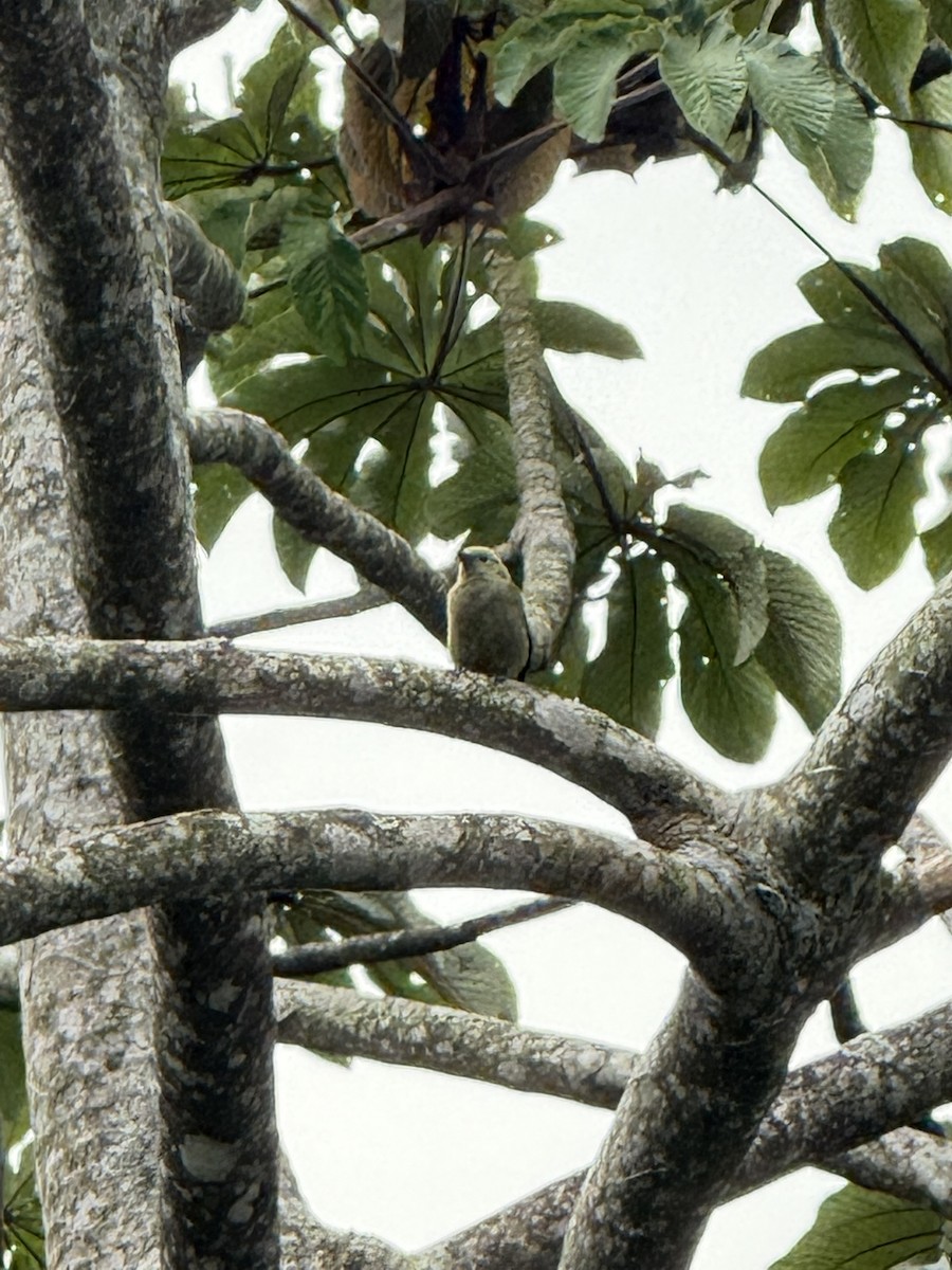 Tangara Palmera - ML647210539