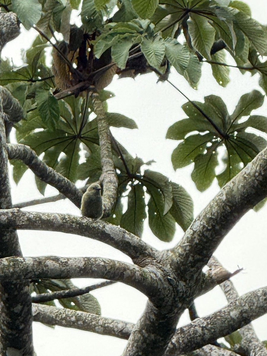 Tangara Palmera - ML647210541