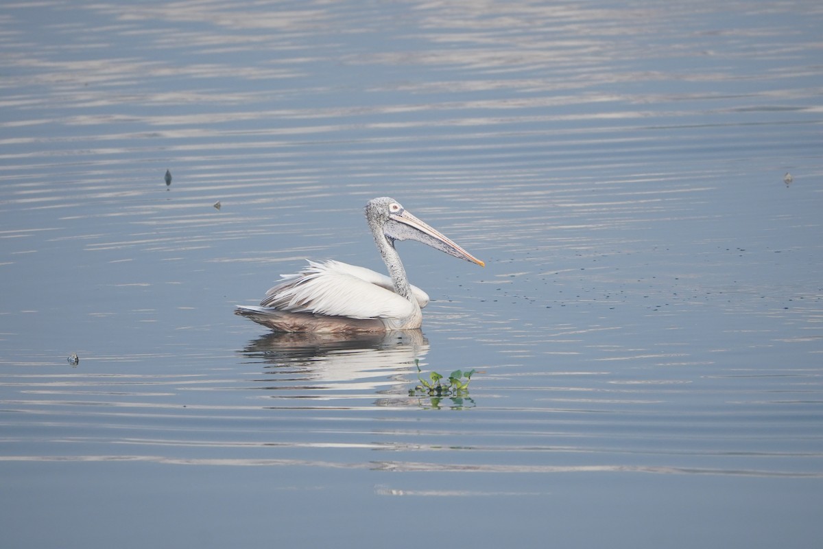 Пестроклювый пеликан - ML647210546