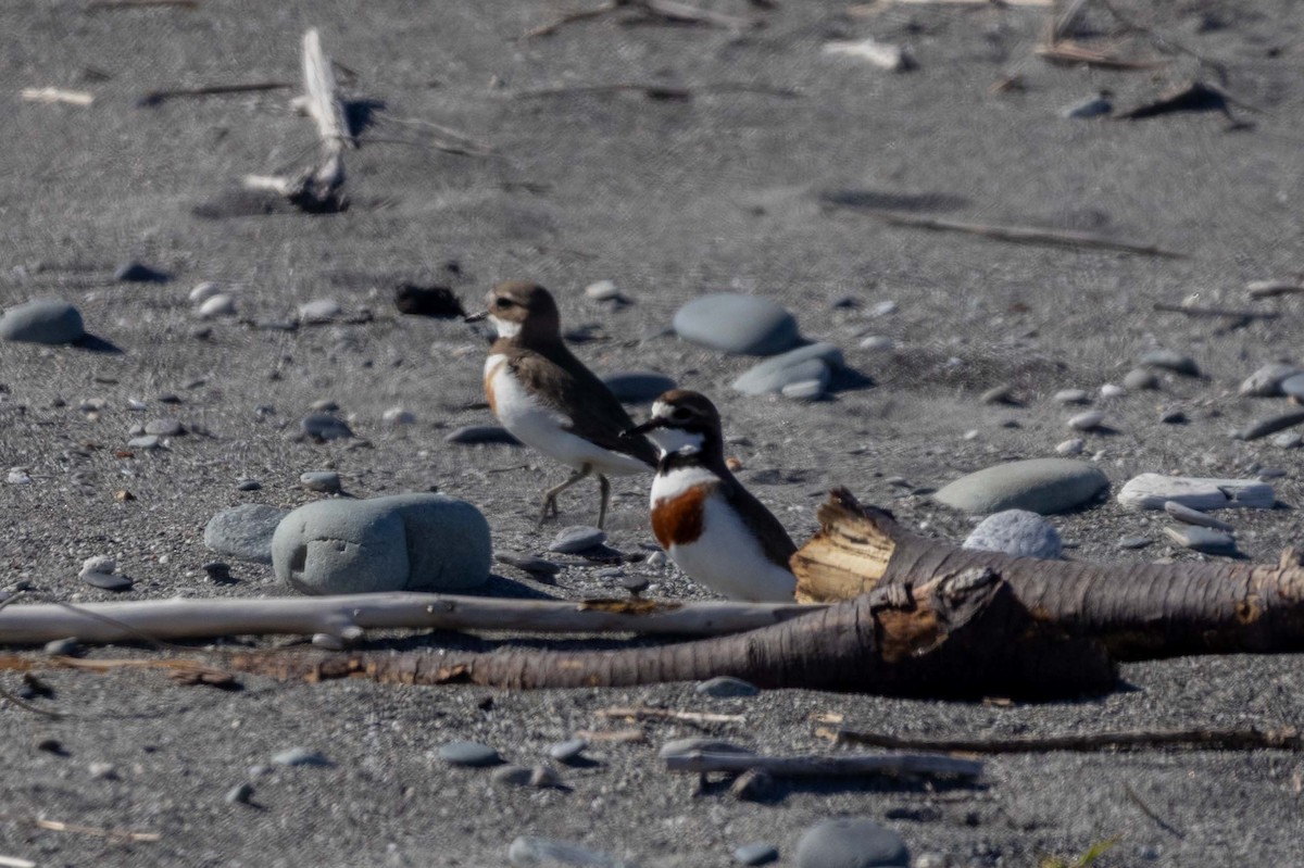 Double-banded Plover - ML647210547