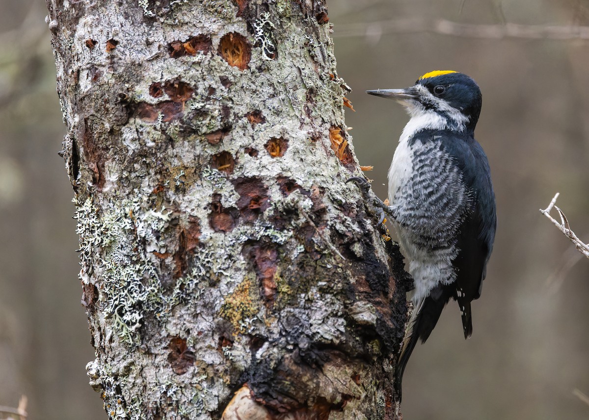 svartryggspett - ML647210548