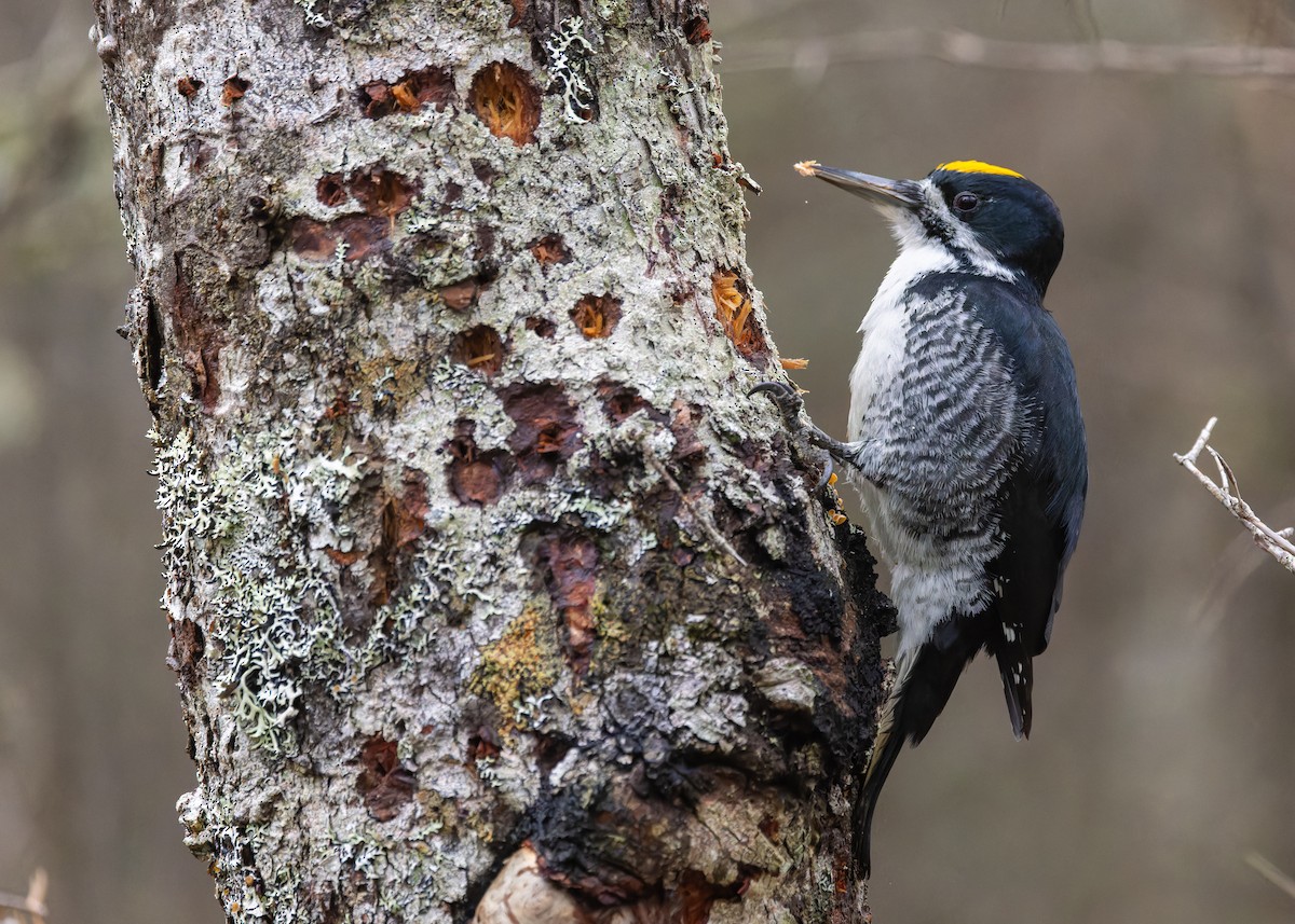 svartryggspett - ML647210549