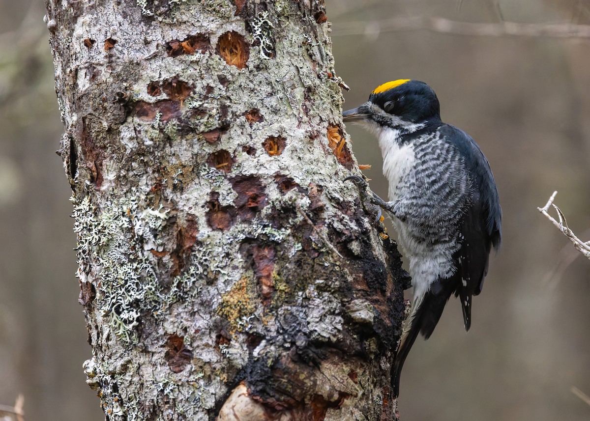 svartryggspett - ML647210550