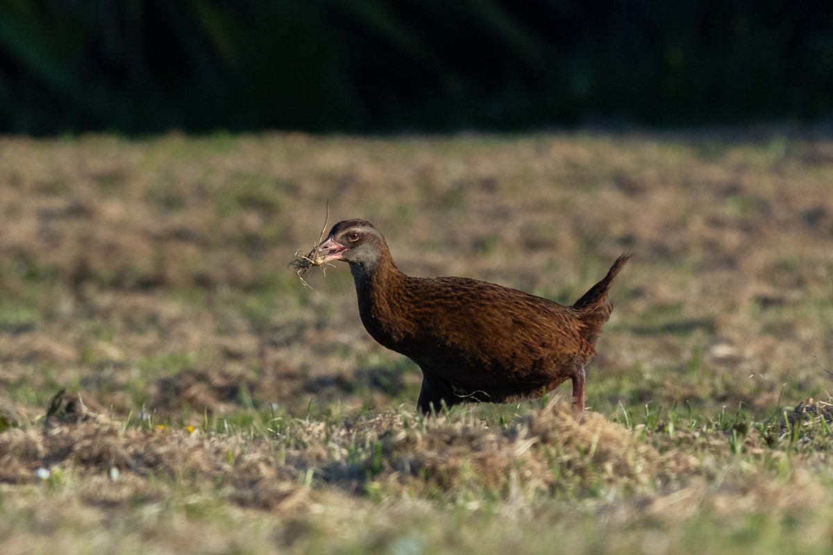 Weka - ML647210568