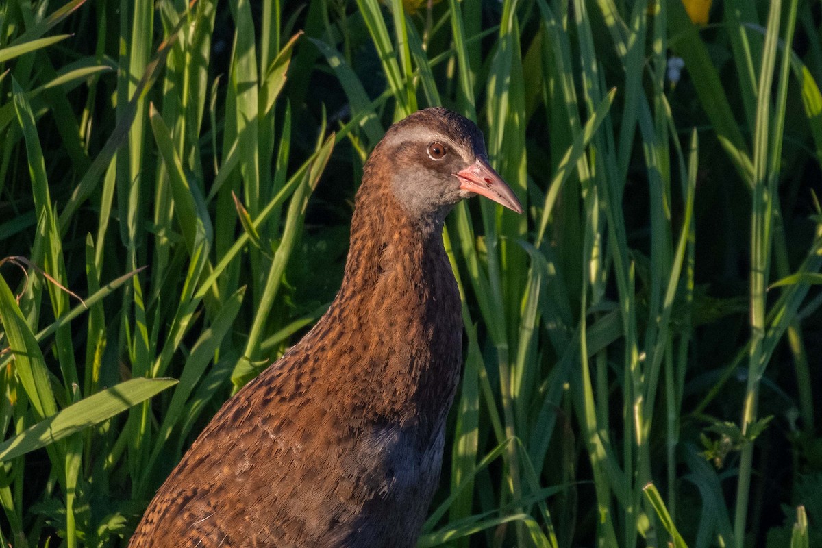 Weka - ML647210571
