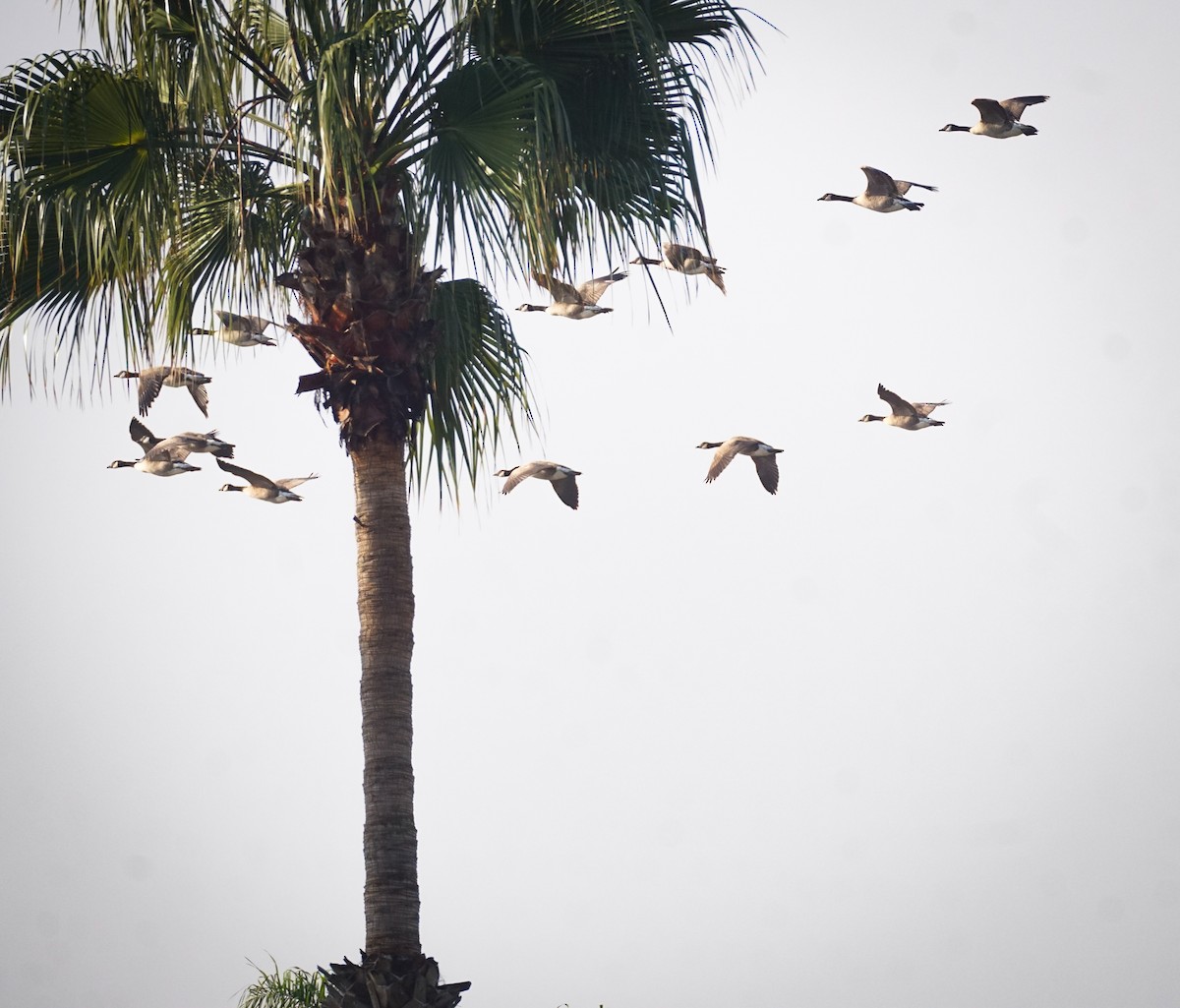 Kanadagans - ML647210572