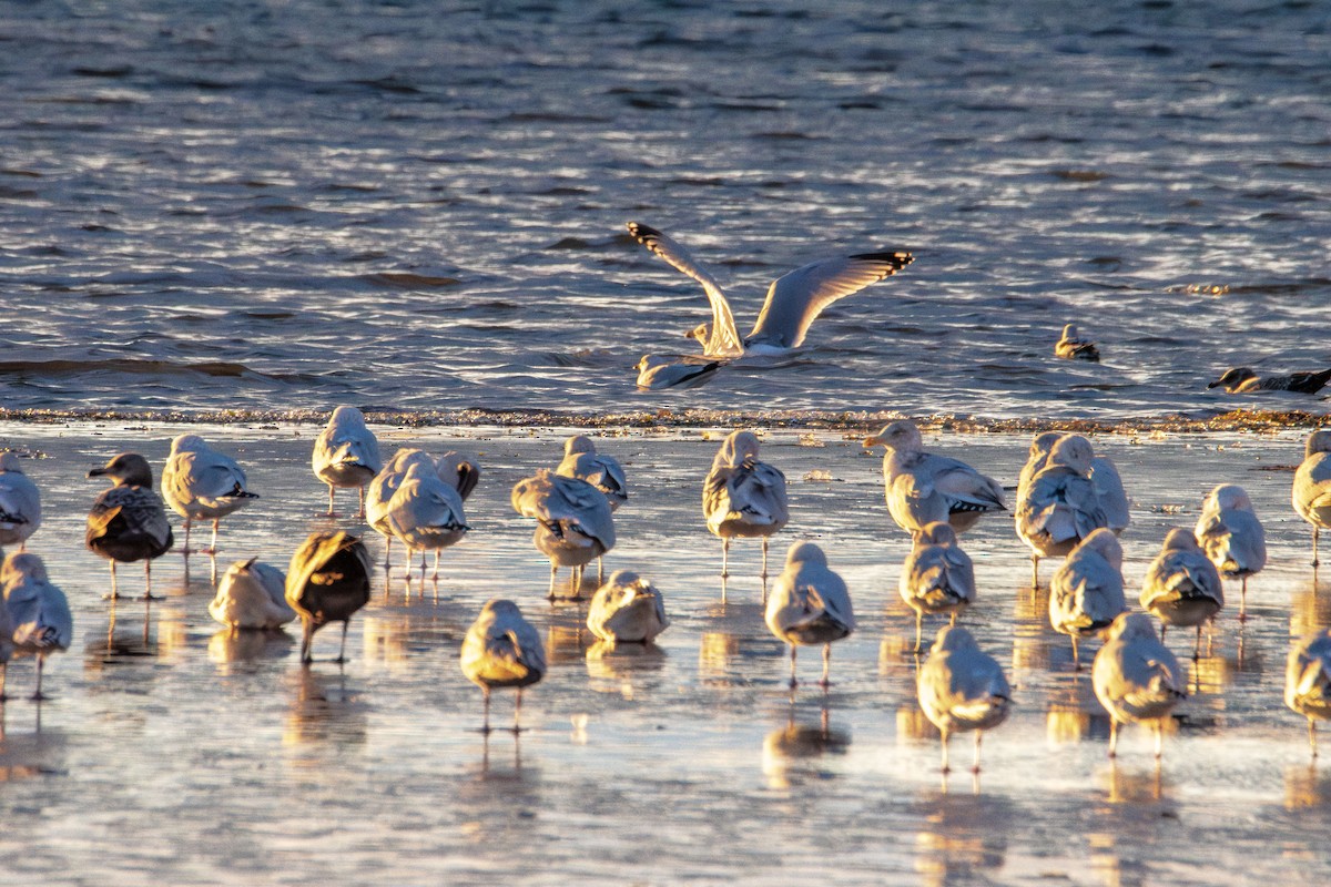 שחף בלתי-מזוהה - ML647210575
