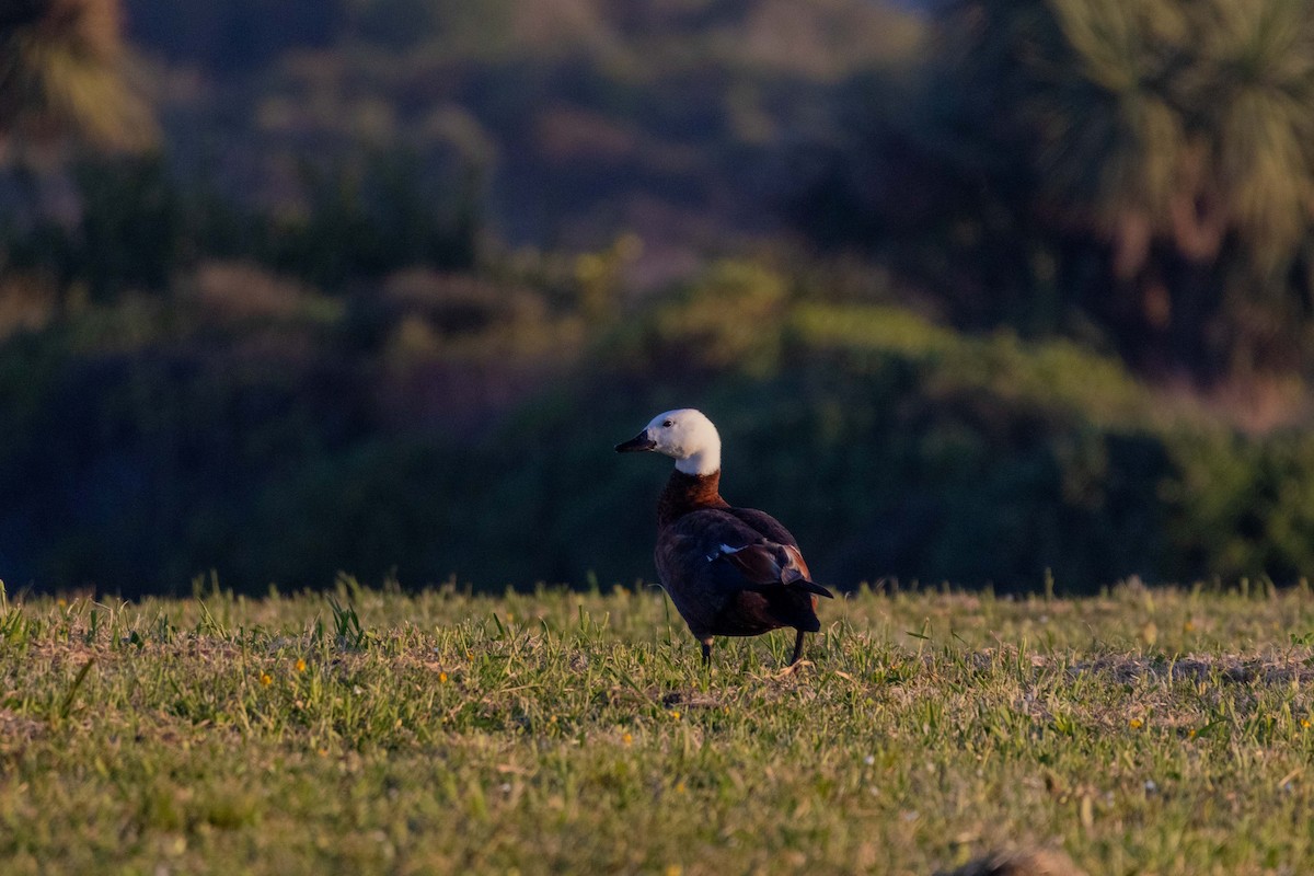 クロアカツクシガモ - ML647210576