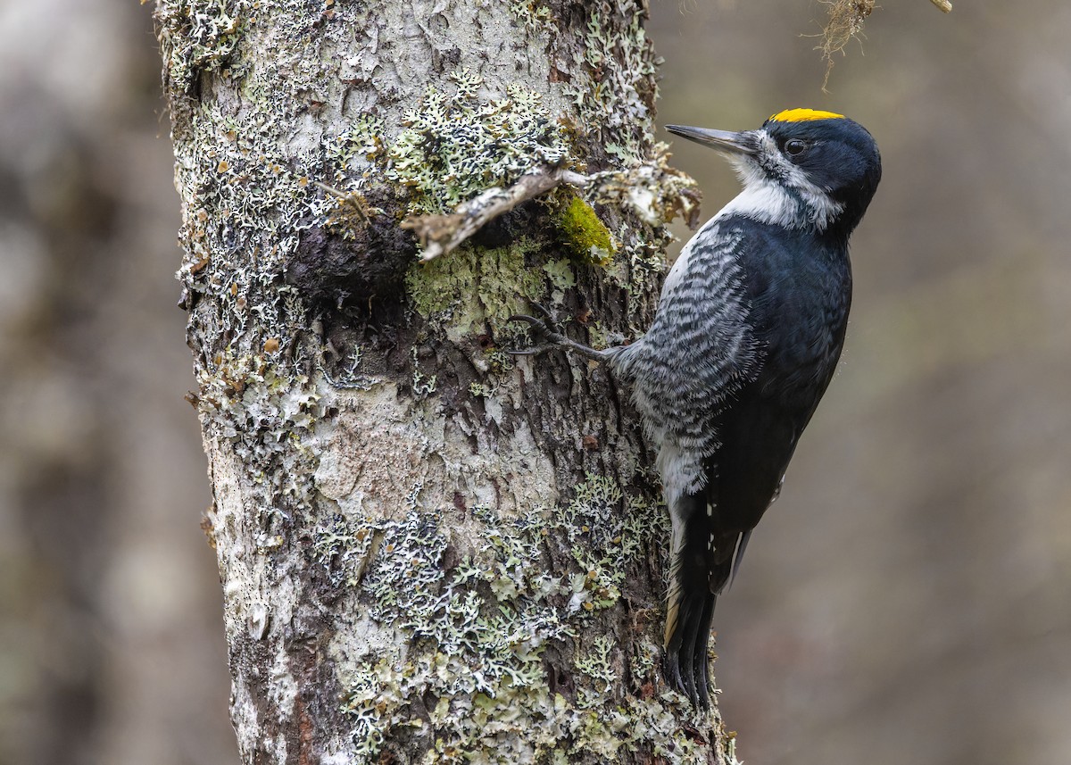 svartryggspett - ML647210591