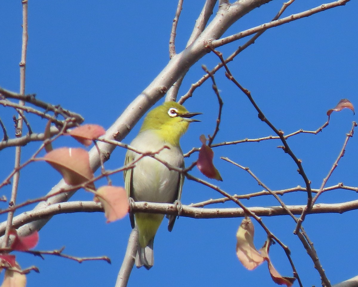 Swinhoe's White-eye - ML647210594