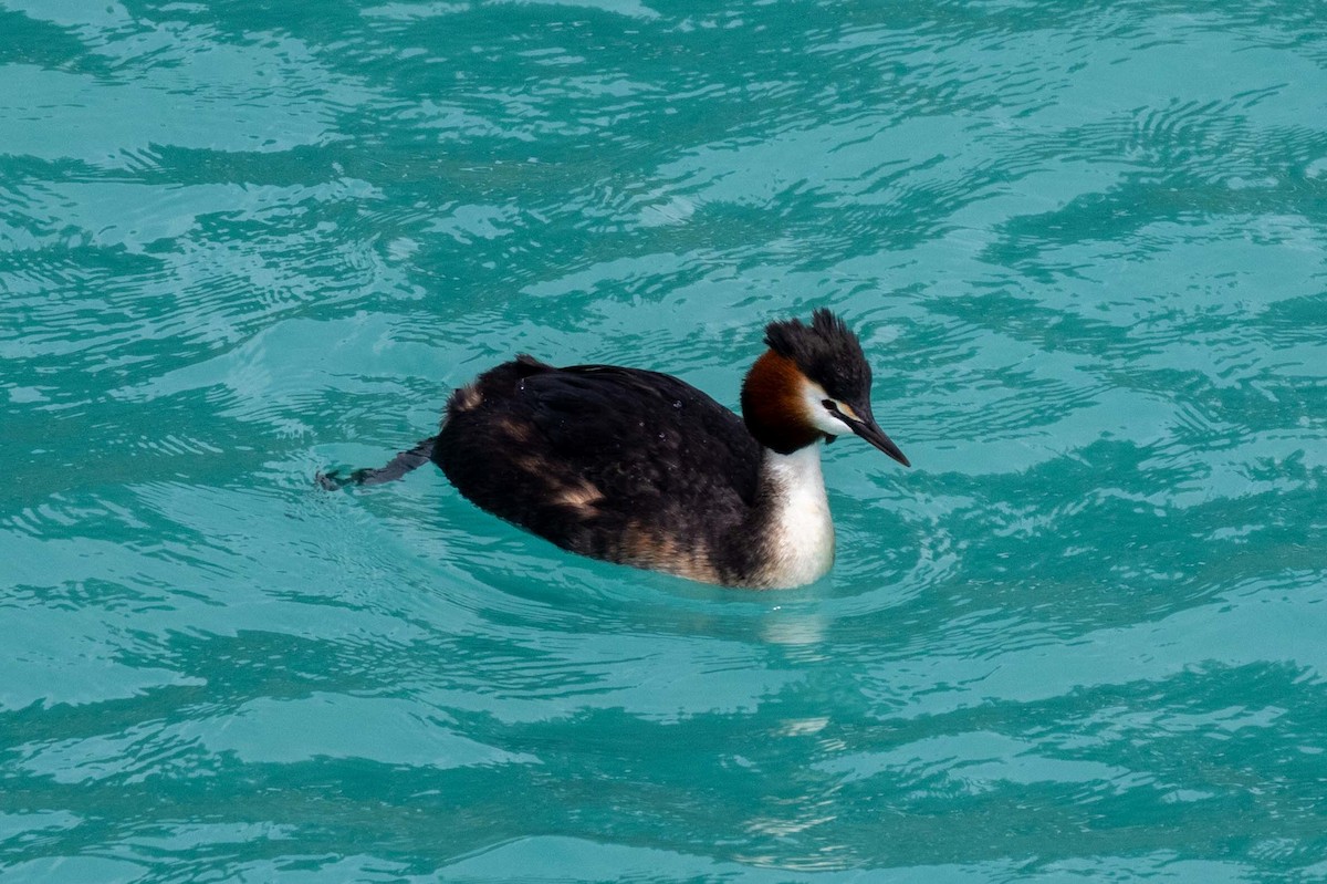 Murgil mottoduna - ML647210595