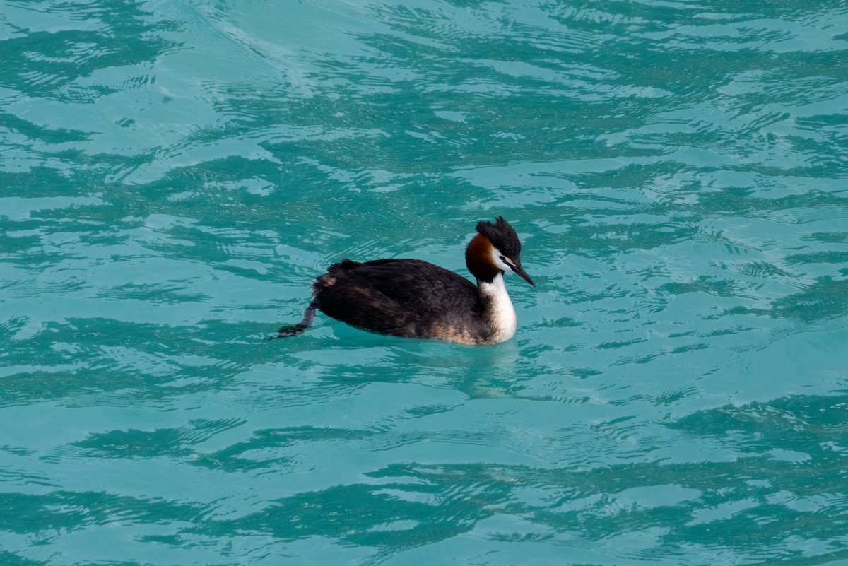 Murgil mottoduna - ML647210596