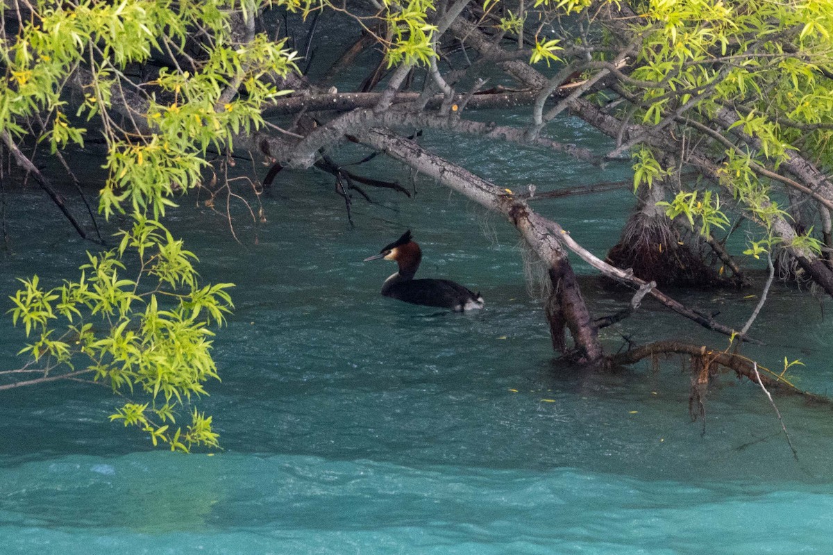 Murgil mottoduna - ML647210597