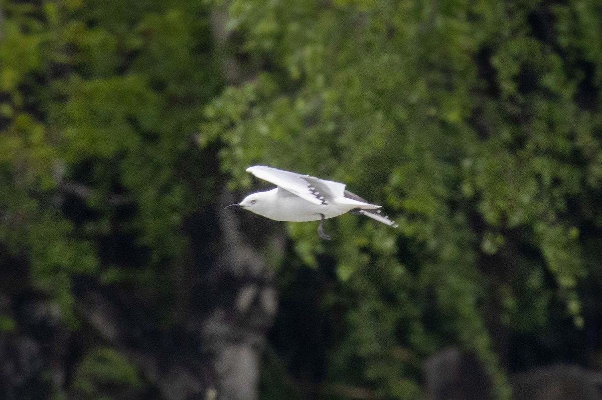 Antxeta maoria - ML647210600