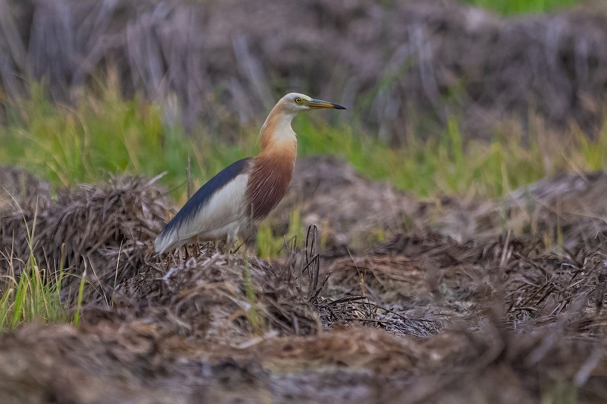Javan Pond-Heron - ML647210608