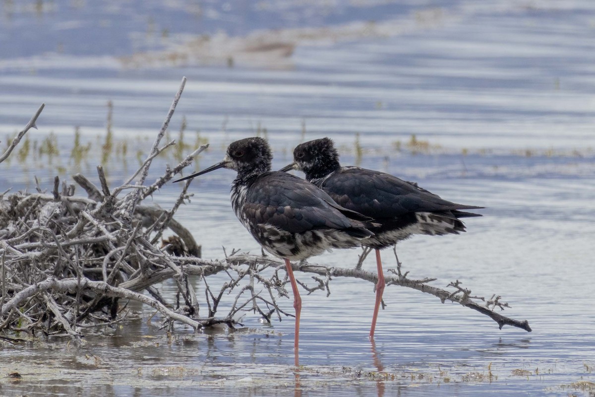 Zankaluze beltza - ML647210617