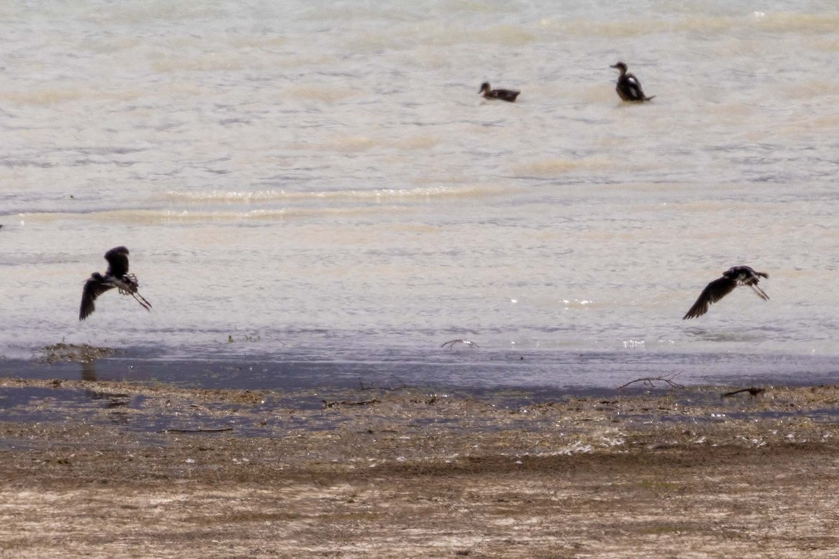 Zankaluze beltza - ML647210618