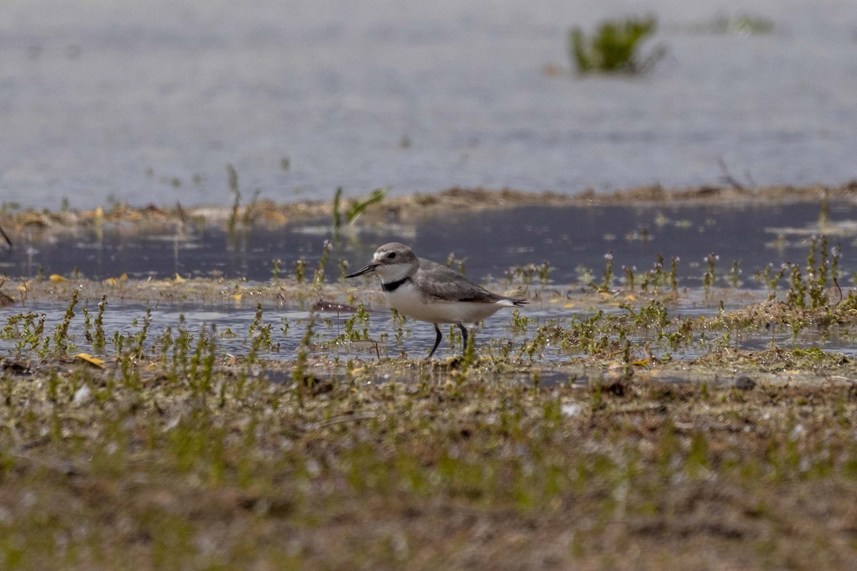 Wrybill - ML647210619