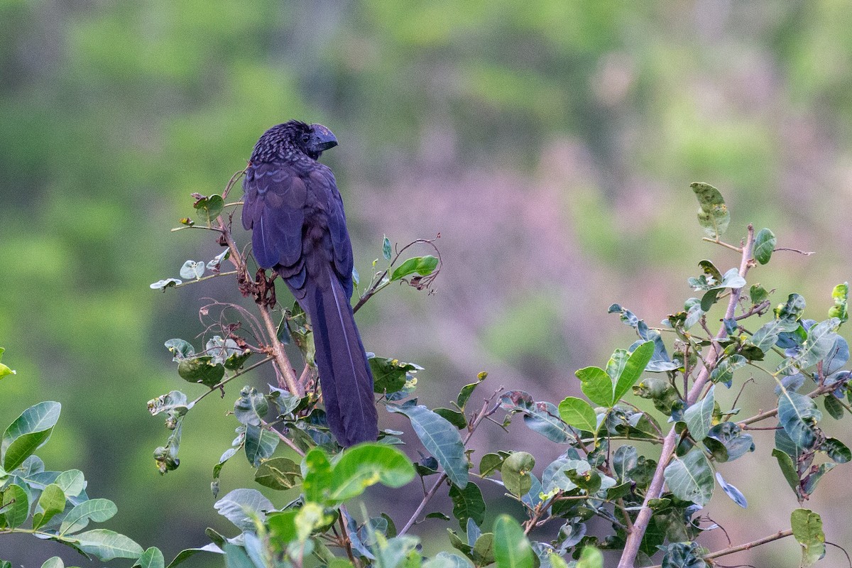 Smooth-billed Ani - ML647210620