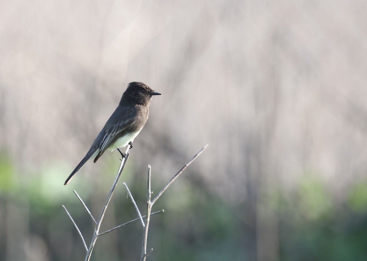 Black Phoebe - ML647210635