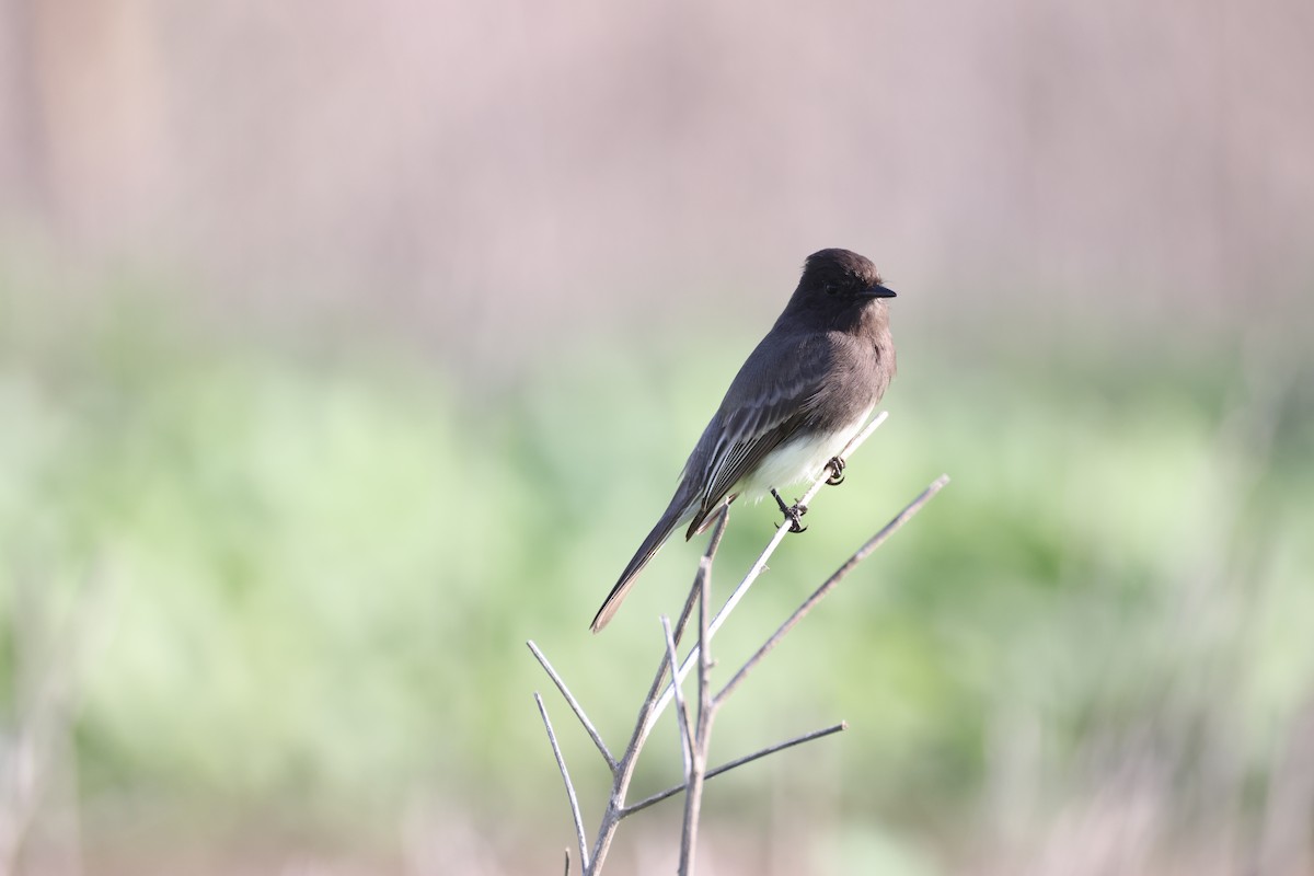 Black Phoebe - ML647210641