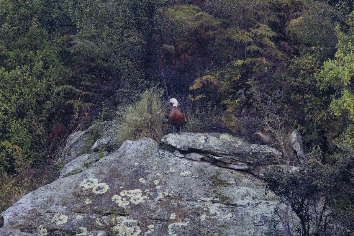 クロアカツクシガモ - ML647210655