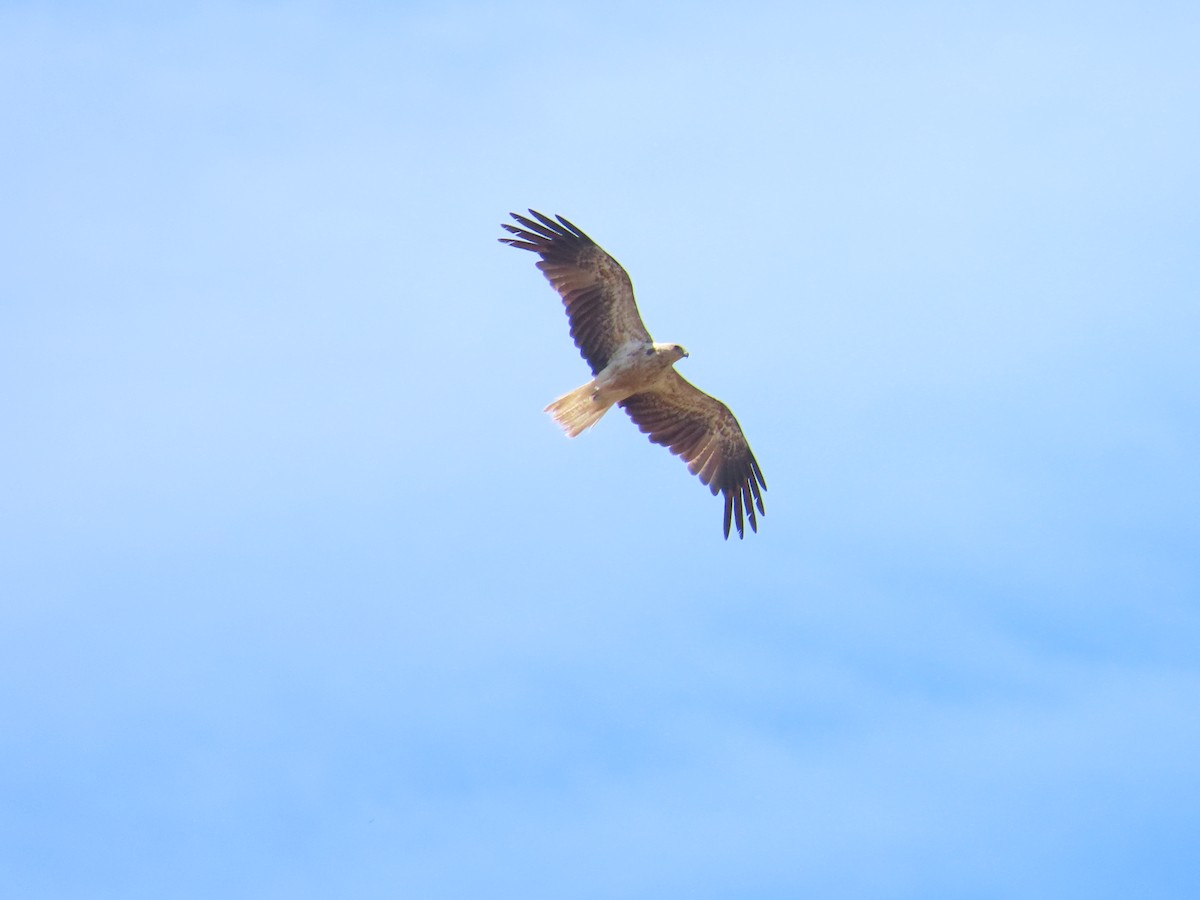 Whistling Kite - ML647210656