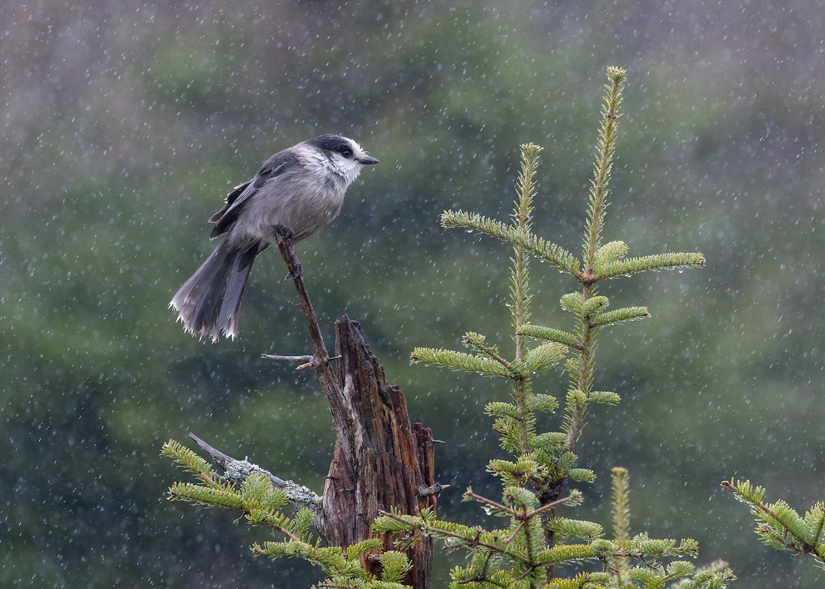 Канадская кукша - ML647210670