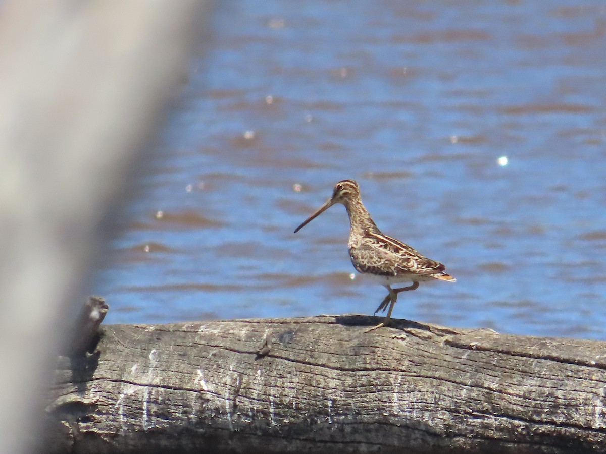 Latham's Snipe - ML647210676