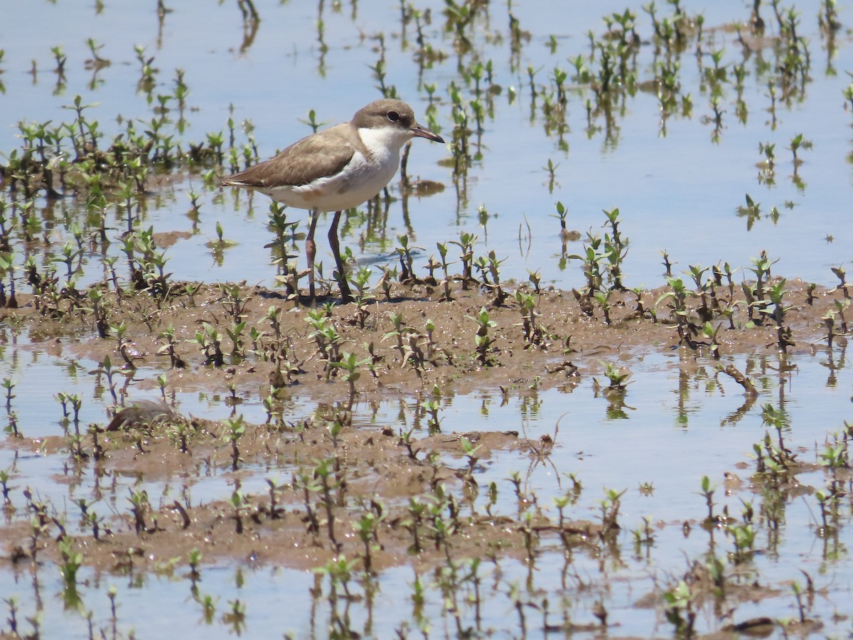 Red-kneed Dotterel - ML647210685