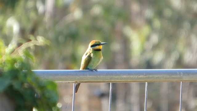 Радужная щурка - ML647210696