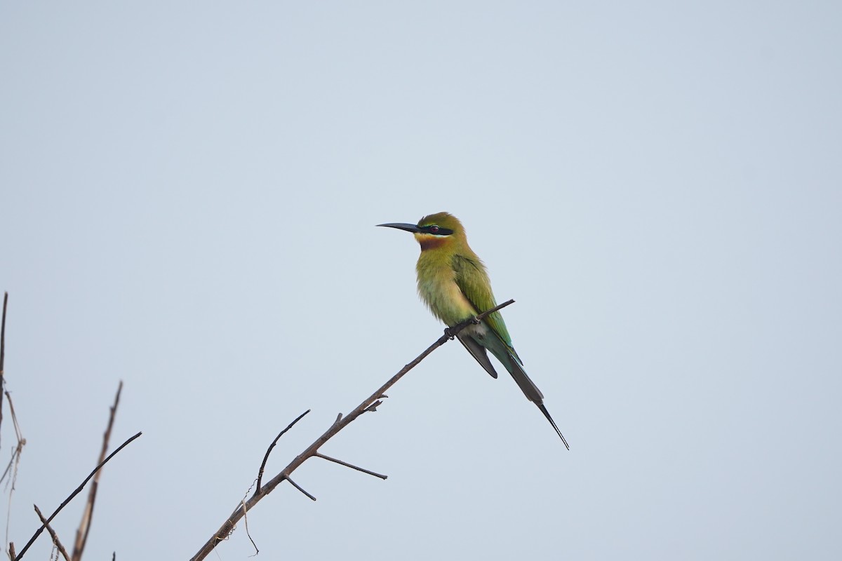 Синехвостая щурка - ML647210708