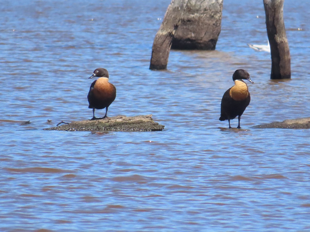 Australian Shelduck - ML647210710