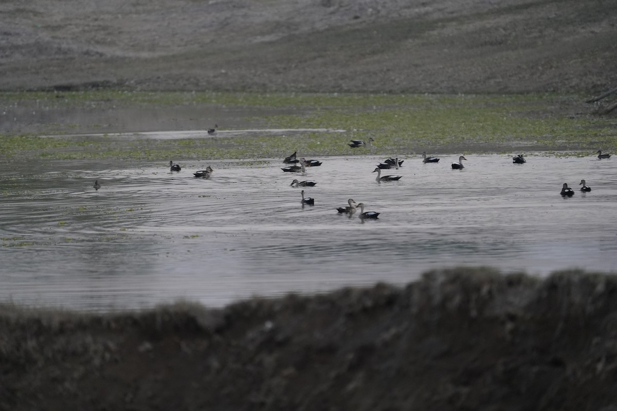 Пестроносая кряква - ML647210721