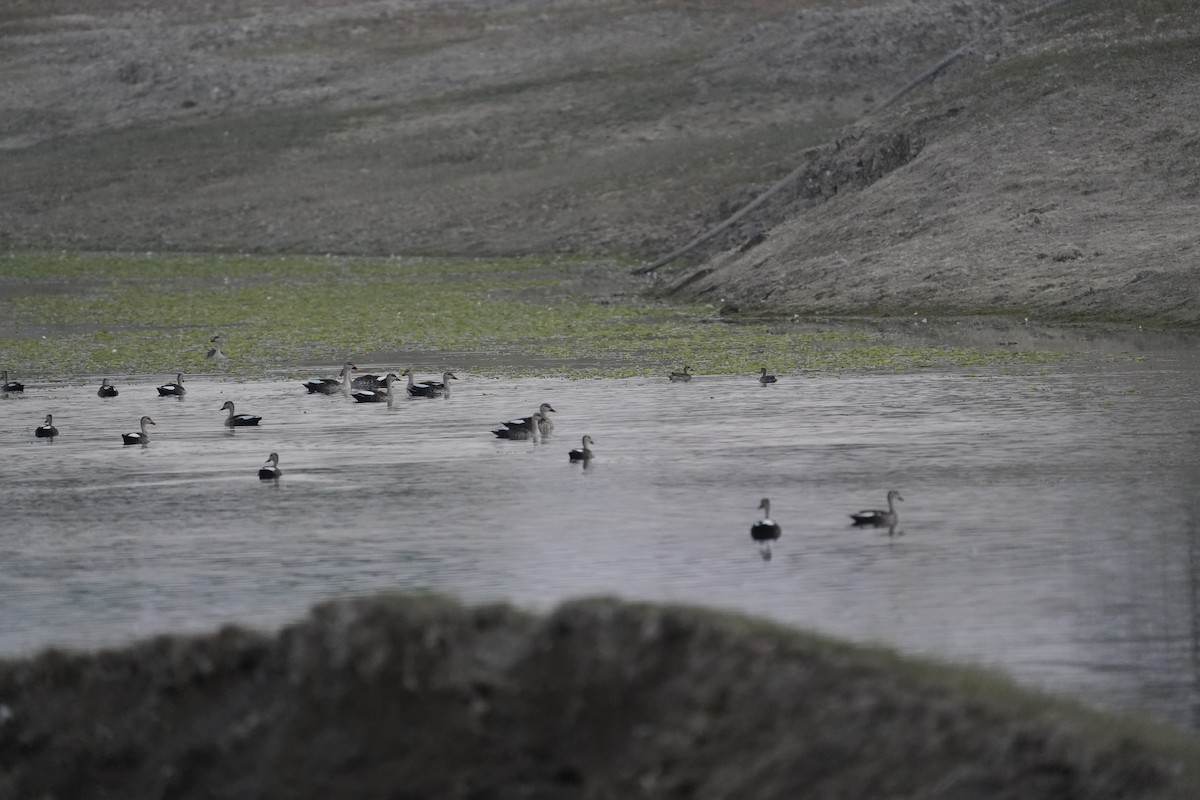 Пестроносая кряква - ML647210722