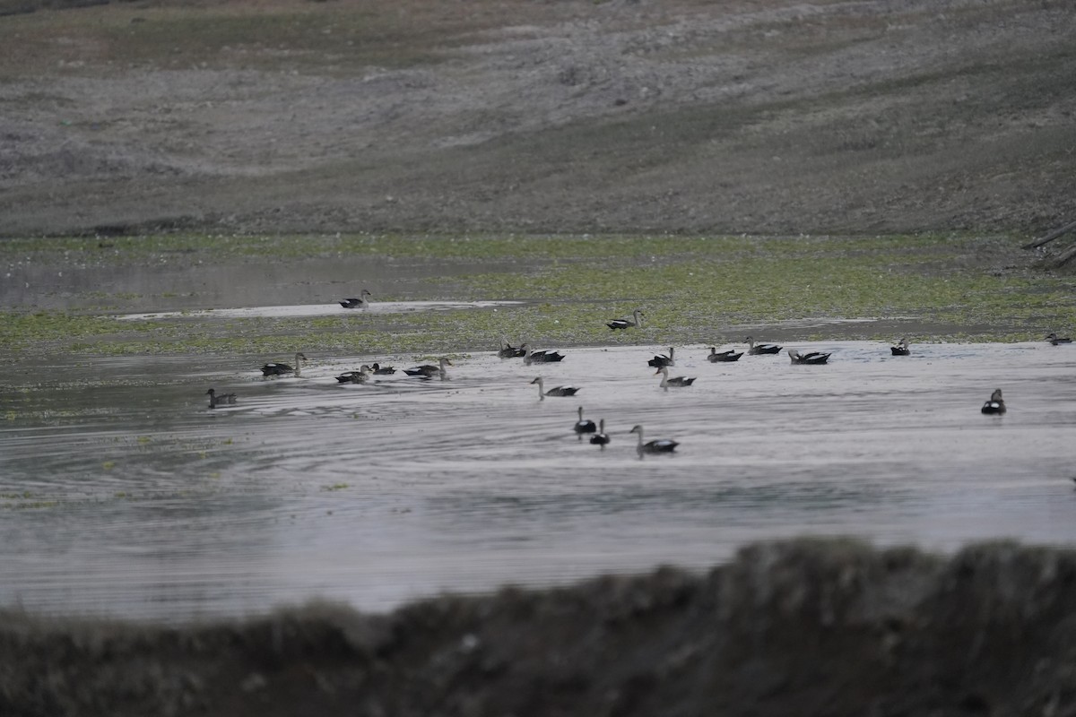 Пестроносая кряква - ML647210723