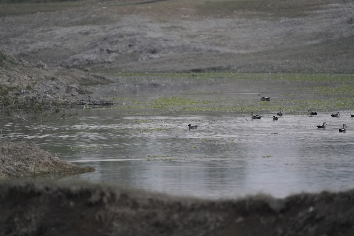 Пестроносая кряква - ML647210724