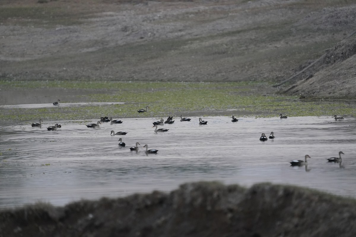 Пестроносая кряква - ML647210725