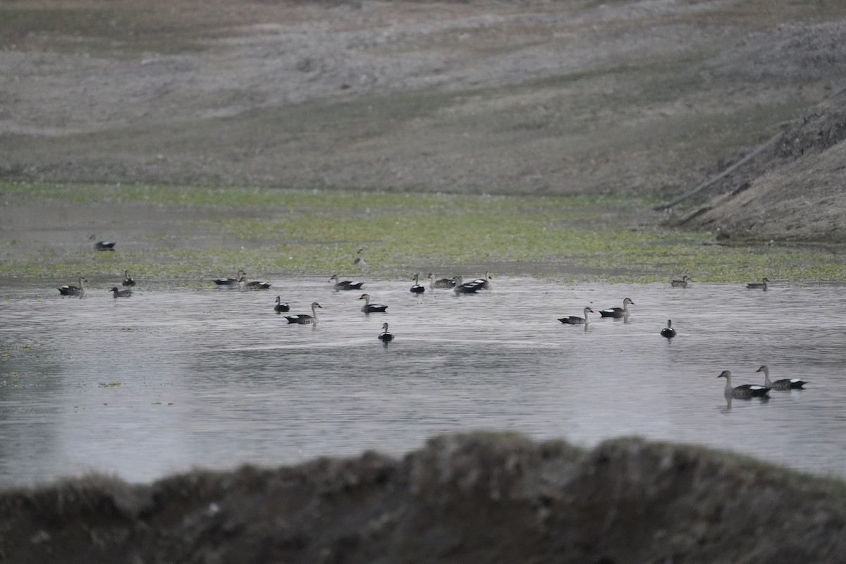 Пестроносая кряква - ML647210726