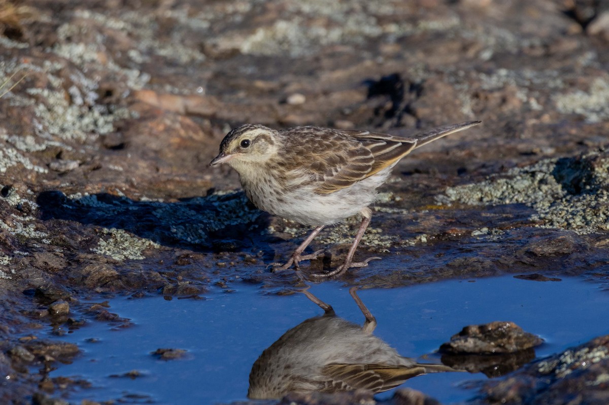 New Zealand Pipit - ML647210728