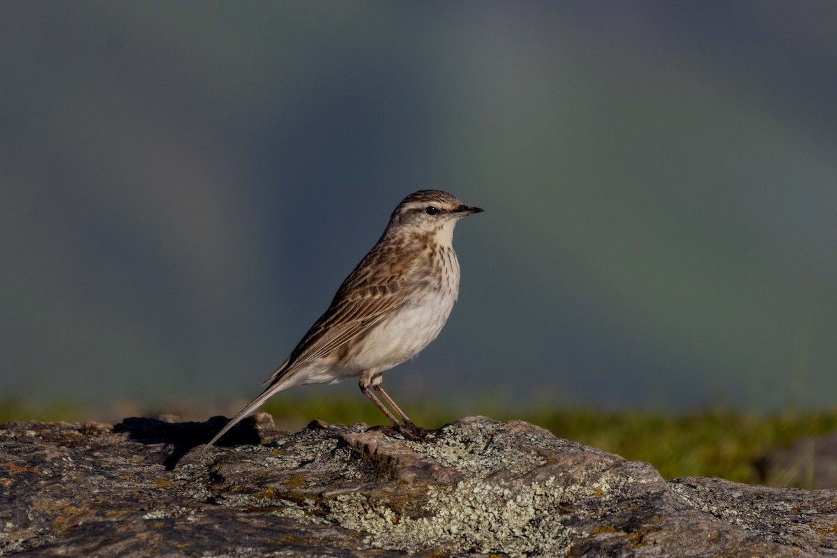 New Zealand Pipit - ML647210733