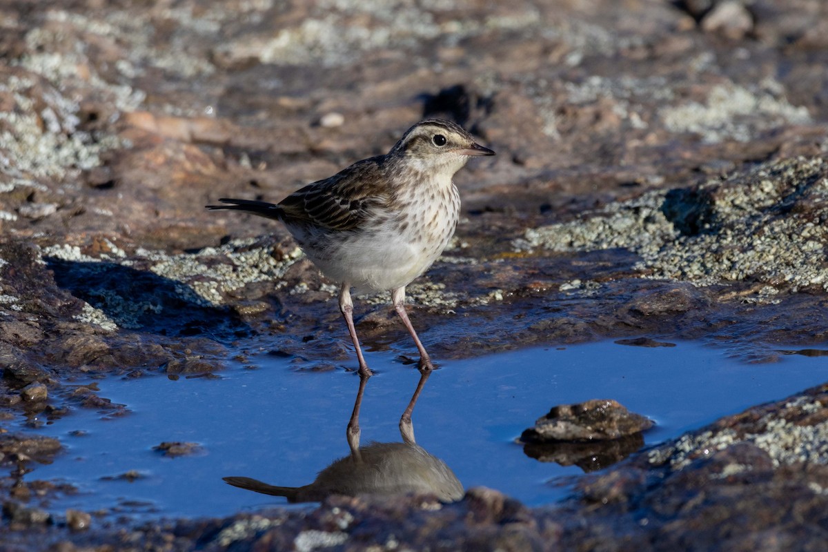New Zealand Pipit - ML647210735